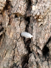 Armadillidium vulgare