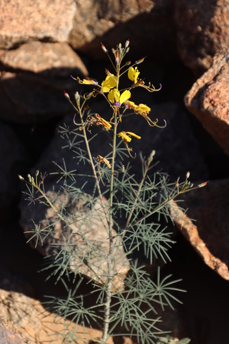 Cleome angustifolia (Cleome angustifolia)