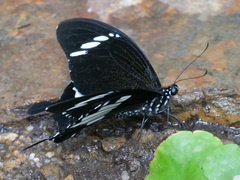 Papilio nephelus sunatus