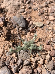 Johnstonella pusilla