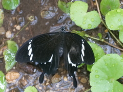 Papilio nephelus sunatus