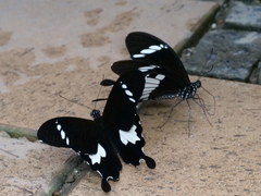 Papilio nephelus sunatus
