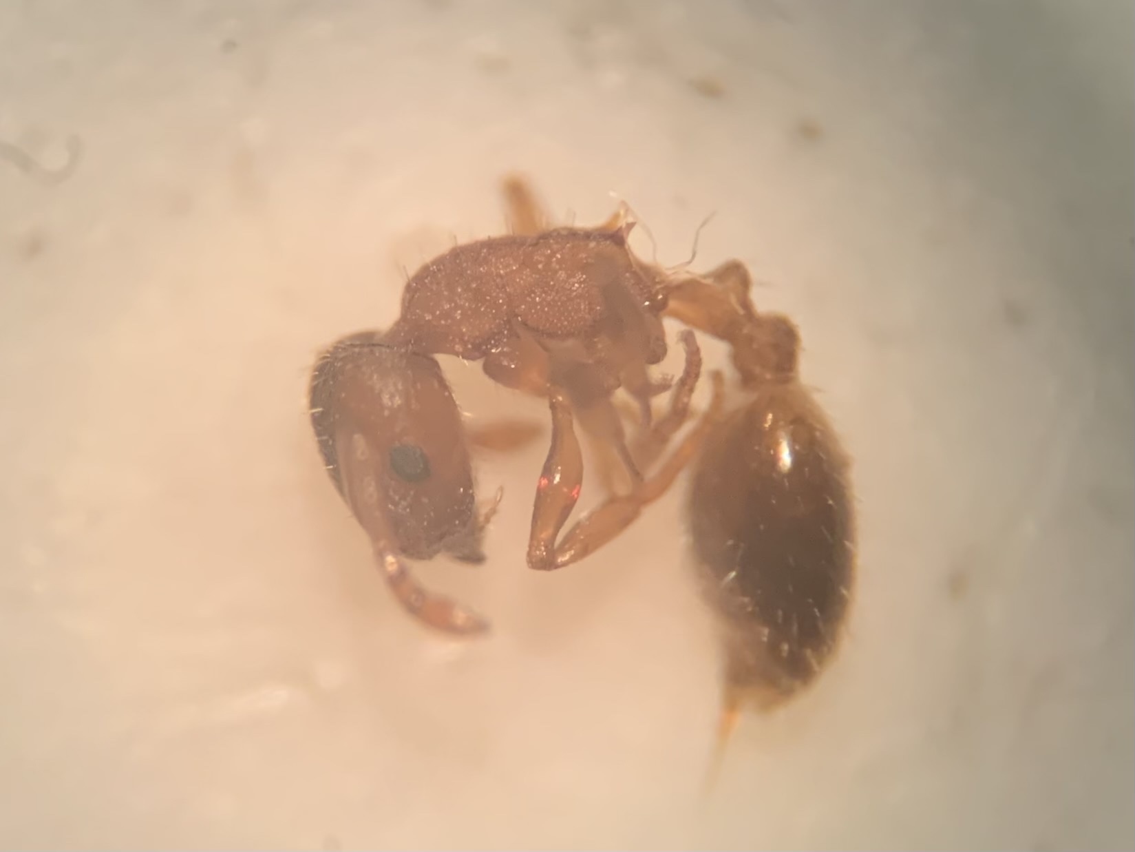 Temnothorax tergestinus