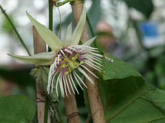 Passiflora quinquangularis