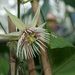 Passiflora quinquangularis - Photo 由 Felix Riegel 所上傳的 (c) Felix Riegel，保留部份權利CC BY-NC