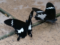 Papilio nephelus sunatus