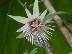 Passiflora quinquangularis
