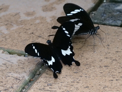 Papilio nephelus sunatus