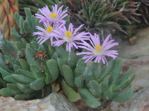 Cerochlamys gemina