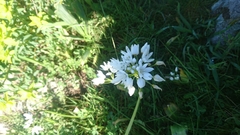 Allium neapolitanum