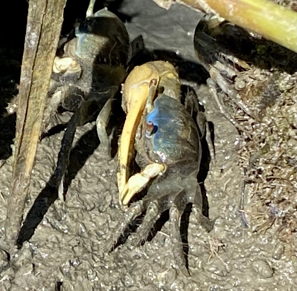 mud-fiddler-crab-from-great-island-rd-west-yarmouth-ma-us-on