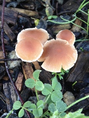 Tubariaceae