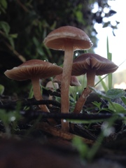 Tubariaceae