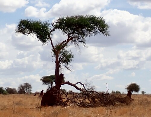 Giant Mound Termite photo 4