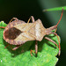 Dock Bug - Photo (c) Walwyn, some rights reserved (CC BY-NC)