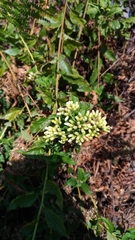 Microglossa pyrifolia