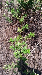 Microglossa pyrifolia