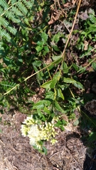 Microglossa pyrifolia