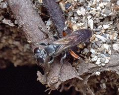 Liris subtessellatus