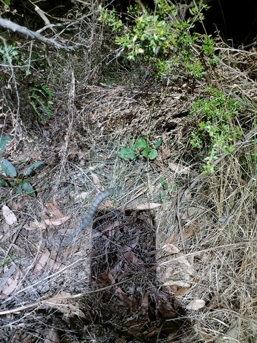 Southern Death Adder sighting