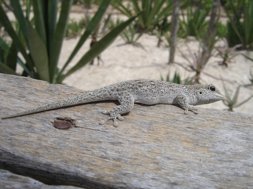 Short-headed Day Gecko