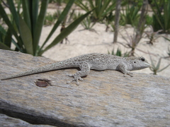 Short-Headed Day Gecko photo 2