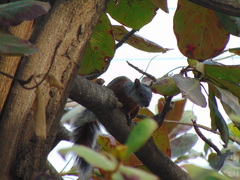 Sciurus aureogaster