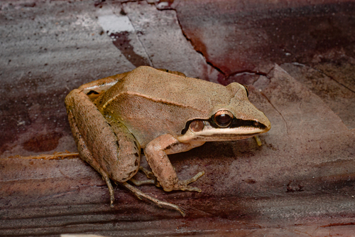 Spix's White-lipped Frog, Leptodactylus spixi