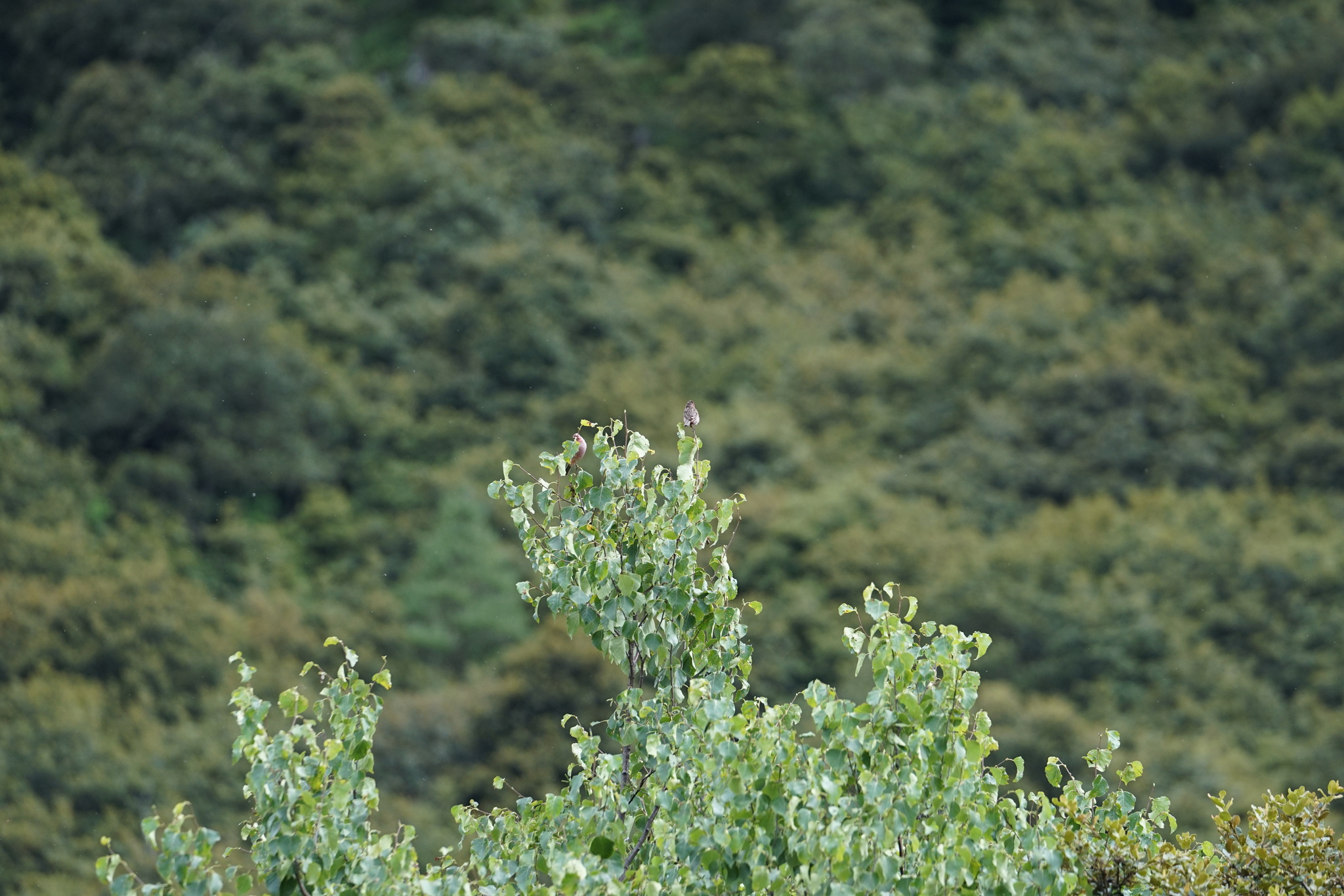 Himalayan Beautiful Rosefinch