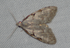 Nola triquetrana