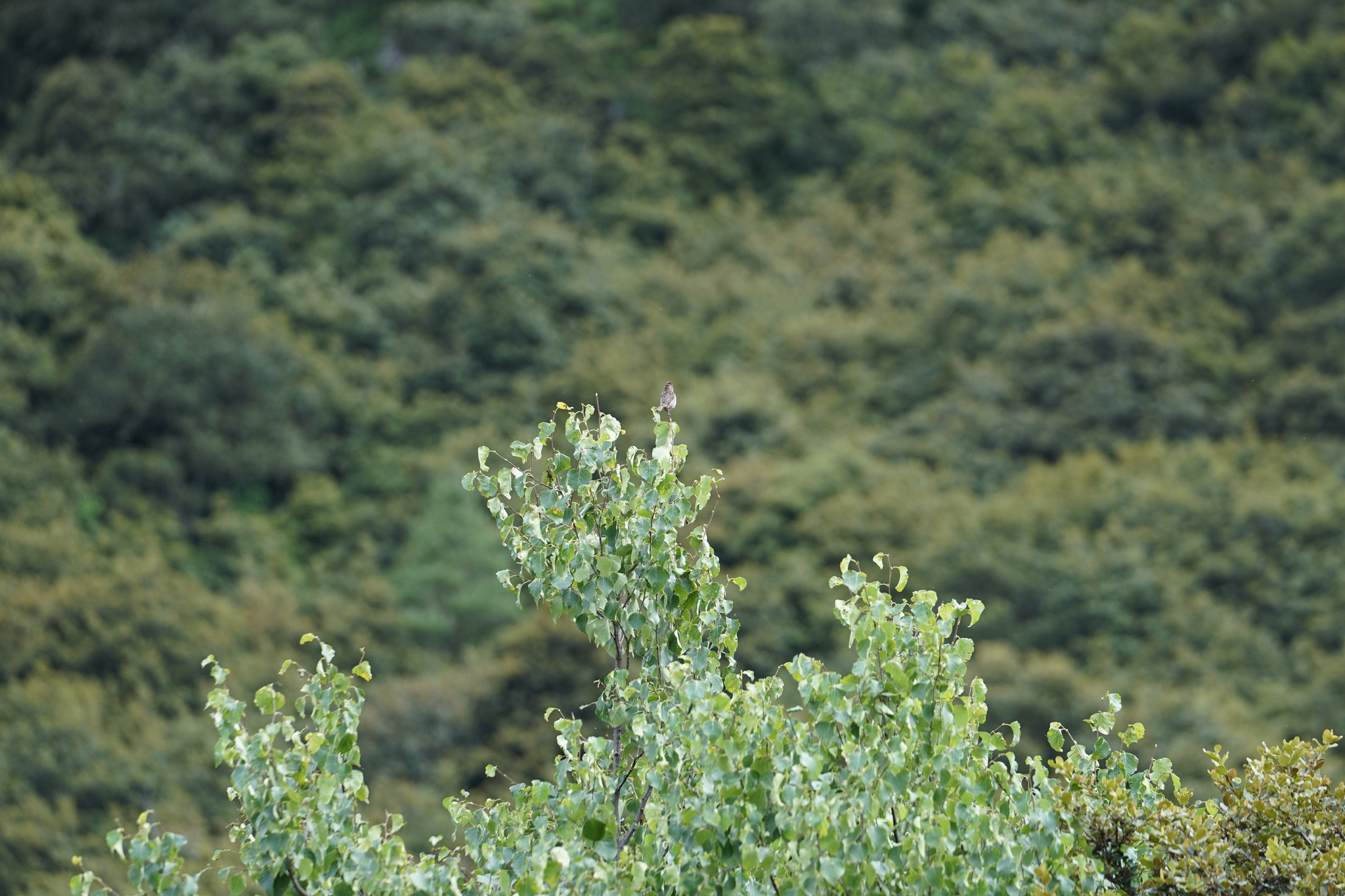 Himalayan Beautiful Rosefinch