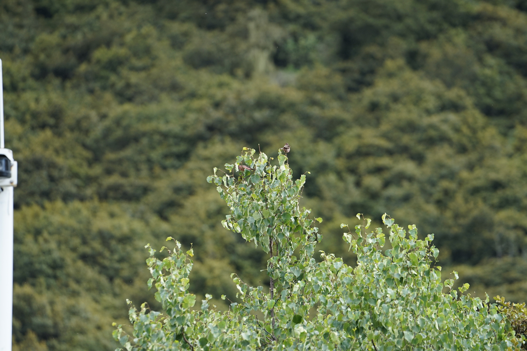 Himalayan Beautiful Rosefinch