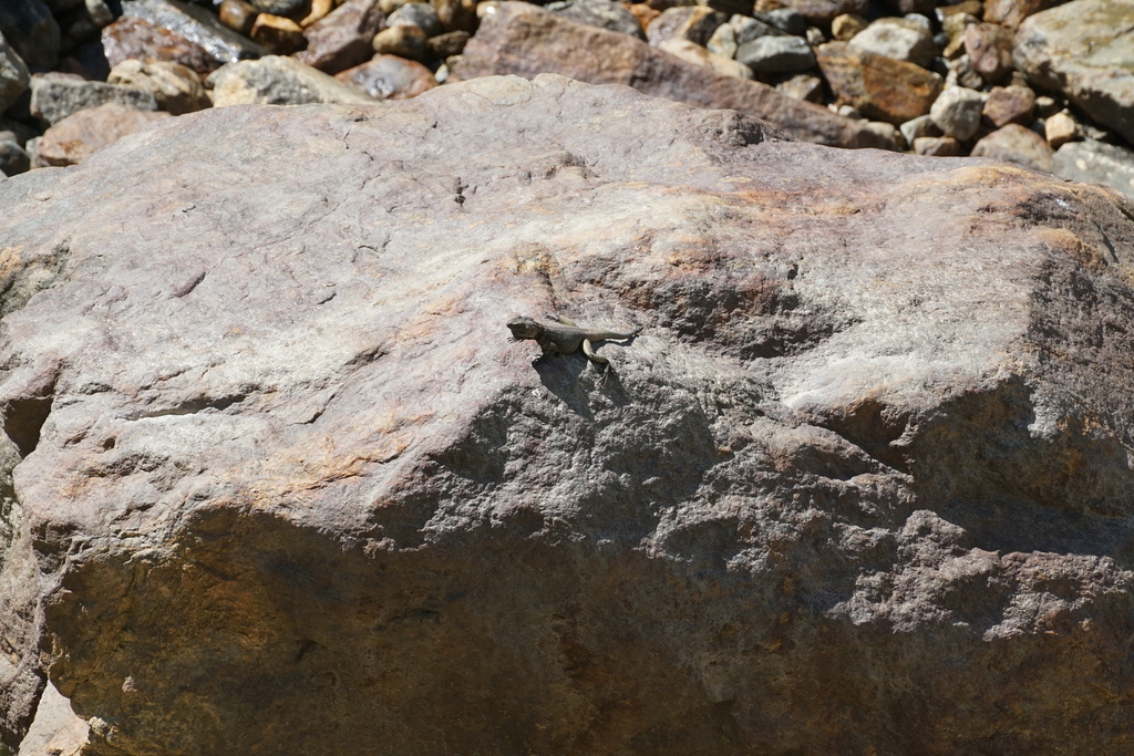 Anan's Rock Agama