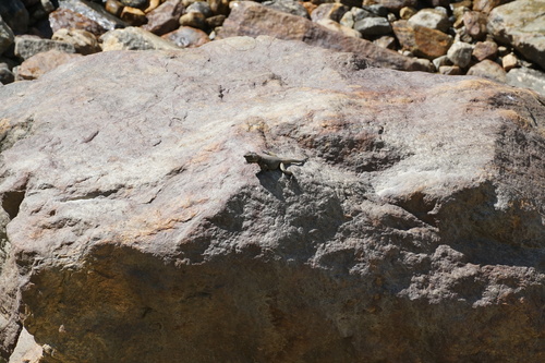 Anan's Rock Agama, Laudakia sacra