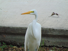 Ardea alba
