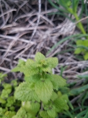 Hesperocnide tenella