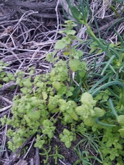 Hesperocnide tenella