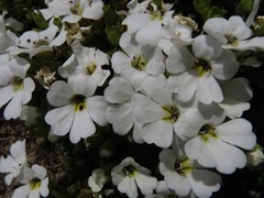 Ourisia