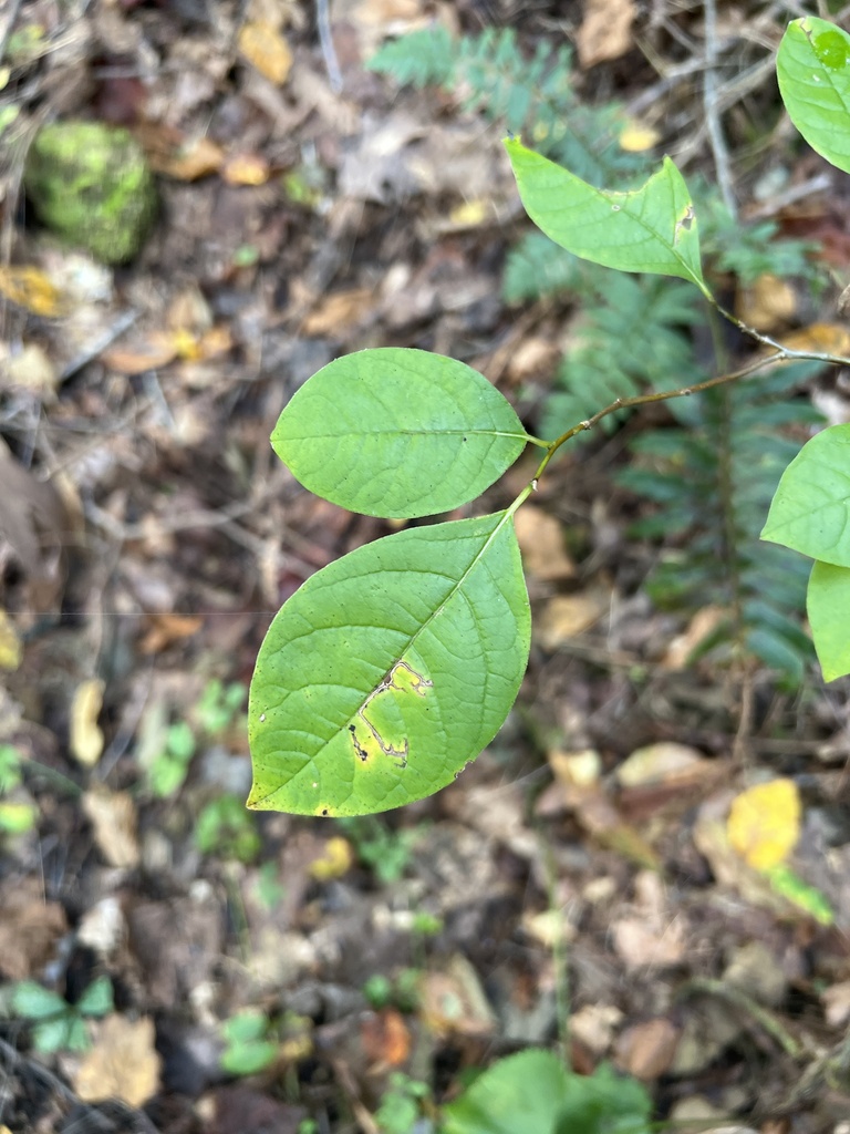 dicots from Bob Amos Park, Pikeville, KY, US on September 21, 2023 at 0945 AM by sethshuler