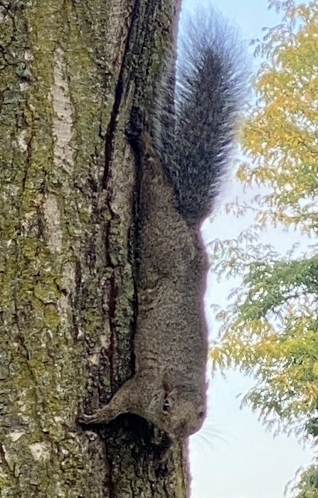 Eastern Gray Squirrel in September 2023 by Mark · iNaturalist
