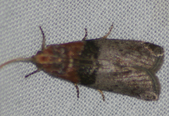 Tlascala reductella