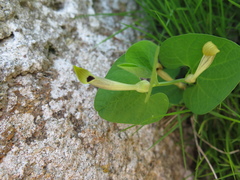 Aristolochia lutea