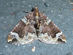 Eulithis xylina