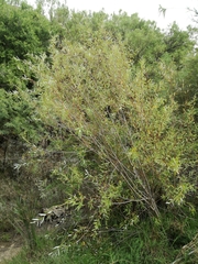 Salix mucronata mucronata