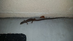 Elgaria multicarinata