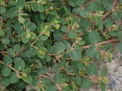 Euphorbia serpens