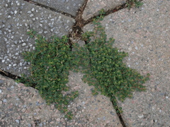 Euphorbia serpens