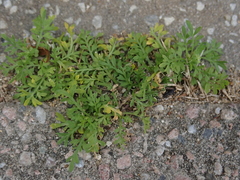 Lepidium didymum