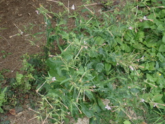Nicotiana plumbaginifolia