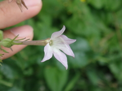 Nicotiana plumbaginifolia